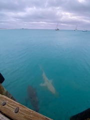 Negaprion brevirostris