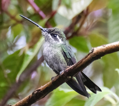 Lampornis castaneoventris