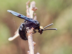 Scolia verticalis