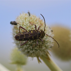 Megacyllene castanea