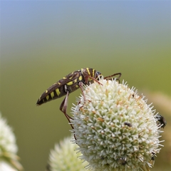 Megacyllene castanea