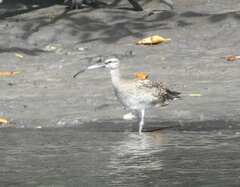 Numenius phaeopus hudsonicus