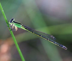 Ischnura pruinescens