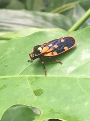 Mahanarva costaricensis