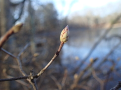 Rhododendron viscosum
