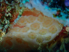 Aplidium