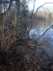 Rhododendron viscosum