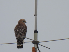Buteo lineatus