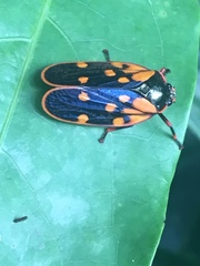 Mahanarva costaricensis
