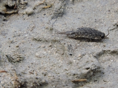 Ligia exotica