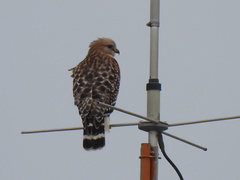 Buteo lineatus