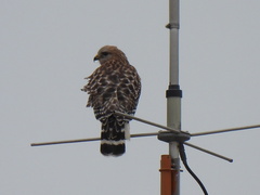 Buteo lineatus