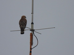 Buteo lineatus