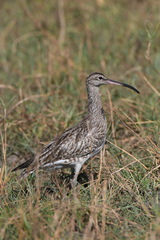 Numenius phaeopus