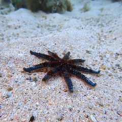 Coscinasterias muricata