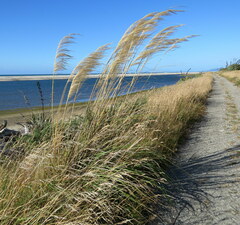 Austroderia richardii