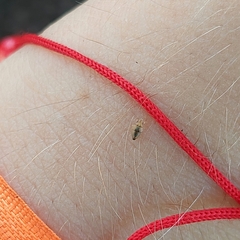 Thaumastocoris peregrinus