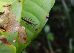 Brentidae