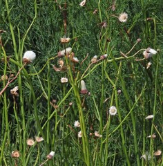 Baccharis juncea
