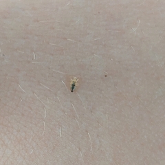 Thaumastocoris peregrinus