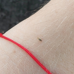 Thaumastocoris peregrinus