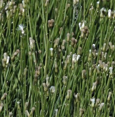 Baccharis spartioides