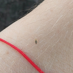 Thaumastocoris peregrinus