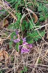Astragalus crassicarpus
