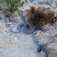 Gymnothorax nubilus