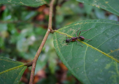 Dolichoderus attelaboides