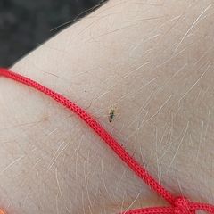 Thaumastocoris peregrinus