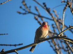 Haemorhous mexicanus