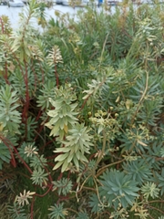 Euphorbia glauca