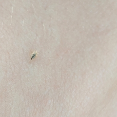 Thaumastocoris peregrinus