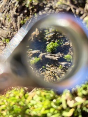 Sphaerocarpos texanus