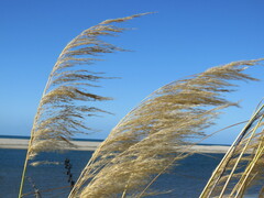 Austroderia richardii