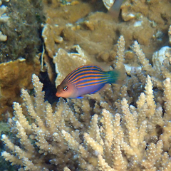 Pseudocheilinus hexataenia