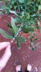 Image of Acacia melanoxylon