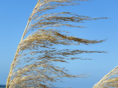 Austroderia richardii