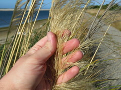 Austroderia richardii