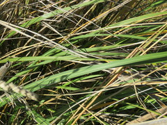 Austroderia richardii