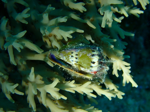 Ermine Cone