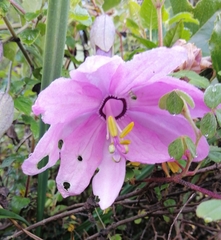 Passiflora cumbalensis