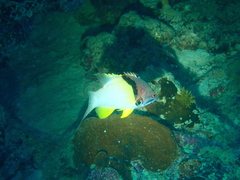 Bodianus mesothorax