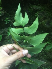 Adiantum macrophyllum