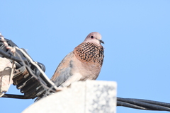 Streptopelia senegalensis