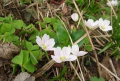 Oxalis acetosella