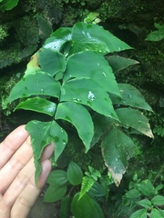 Adiantum macrophyllum