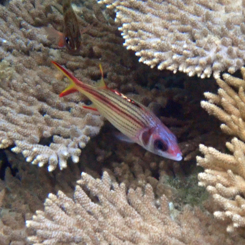 Sammara Squirrelfish