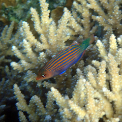 Pseudocheilinus hexataenia